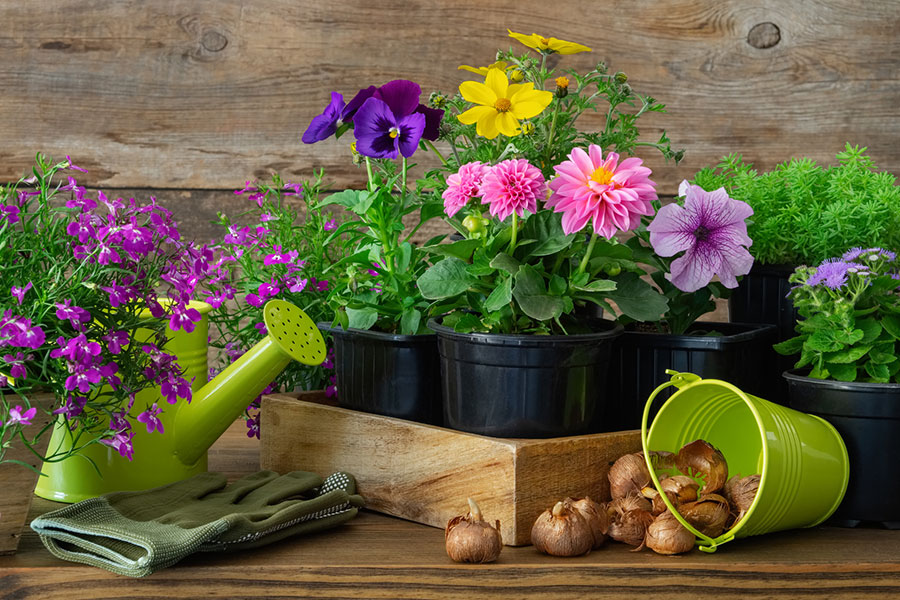 Frische Blumen in Holzkiste